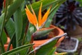 Spring Bloom Series - Bird of Paradise Flowers Blooming - Strelitzia Reginae