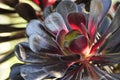 Spring Bloom Series - Black Aeonium Zwartkop