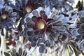 Spring Bloom Series - Black Aeonium Zwartkop