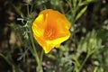 Spring Bloom Series - Bright Orange California Poppy Flower - Eschscholzia californica Royalty Free Stock Photo