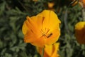 Spring Bloom Series - Bright Orange California Poppy Flower - Eschscholzia californica Royalty Free Stock Photo