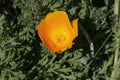 Spring Bloom Series - Bright Orange California Poppy Flower - Eschscholzia californica Royalty Free Stock Photo