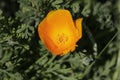 Spring Bloom Series - Bright Orange California Poppy Flower - Eschscholzia californica Royalty Free Stock Photo