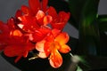 Spring Bloom Series - Bright Orange Flowering Clivia - Amaryllidaceae - Natal lily - Bush Lily