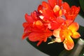 Spring Bloom Series - Bright Orange Flowering Clivia - Amaryllidaceae - Natal lily - Bush Lily