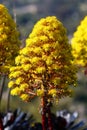 Spring Bloom Series - Bright Yellow Heads of Flowers on Aeonium Zwartkop - Tree Houseleek Royalty Free Stock Photo