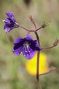 Spring Bloom Series - California Bluebell Flowers - Phacelia campanularia