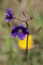 Spring Bloom Series - California Bluebell Flowers - Phacelia campanularia