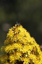 Spring Bloom Series - California Honey Bee on Bright Yellow Aeonium Flowers Royalty Free Stock Photo