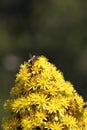 Spring Bloom Series - California Honey Bee on Bright Yellow Aeonium Flowers Royalty Free Stock Photo