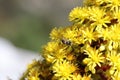 Spring Bloom Series - California Honey Bee on Bright Yellow Aeonium Flowers Royalty Free Stock Photo