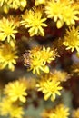 Spring Bloom Series - California Honey Bee on Bright Yellow Aeonium Flowers Royalty Free Stock Photo