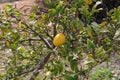 Spring Bloom Series - Citrus Tree - Meyers Lemon Blossoms Royalty Free Stock Photo