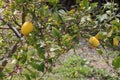 Spring Bloom Series - Citrus Tree - Meyers Lemon Blossoms Royalty Free Stock Photo