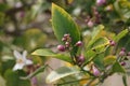 Spring Bloom Series - Citrus Tree - Meyers Lemon Blossoms Royalty Free Stock Photo