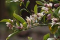 Spring Bloom Series - Citrus Tree - Meyers Lemon Blossoms Royalty Free Stock Photo