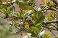 Spring Bloom Series - Citrus Tree - Meyers Lemon Blossoms Royalty Free Stock Photo