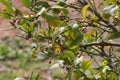 Spring Bloom Series - Citrus Tree - Meyers Lemon Blossoms Royalty Free Stock Photo