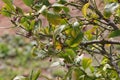 Spring Bloom Series - Citrus Tree - Meyers Lemon Blossoms Royalty Free Stock Photo