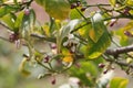 Spring Bloom Series - Citrus Tree - Meyers Lemon Blossoms Royalty Free Stock Photo