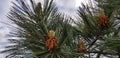 Spring Bloom Series - Coastal pine on California coast