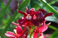 Spring Bloom Series - Cymbidium - Maroon Orchid with white and yellow markings Royalty Free Stock Photo