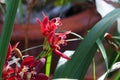 Spring Bloom Series - Cymbidium - Maroon Orchid with white and yellow markings Royalty Free Stock Photo