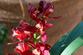 Spring Bloom Series - Cymbidium - Maroon Orchid with white and yellow markings Royalty Free Stock Photo