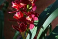 Spring Bloom Series - Cymbidium - Maroon Orchid with white and yellow markings Royalty Free Stock Photo