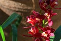 Spring Bloom Series - Cymbidium - Maroon Orchid with white and yellow markings Royalty Free Stock Photo