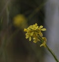 Spring Bloom Series - Delicate Yellow Wild Mustard Flowers Royalty Free Stock Photo