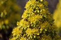 Spring Bloom Series - Honey Bees on Yellow Flowers - Stunning Black Leaves on Aeonium Zwartkop Succulent