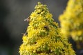 Spring Bloom Series -Honey Bees on Yellow Flowers - Stunning Black Leaves on Aeonium Zwartkop Succulent