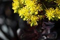 Spring Bloom Series - Honey Bees on Yellow Flowers - Stunning Black Leaves on Aeonium Zwartkop Succulent