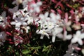 Spring Bloom Series - Jasmine Blooms - Jasminum Polyanthum