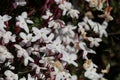 Spring Bloom Series - Jasmine Blooms - Jasminum Polyanthum