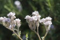 Spring Bloom Series - Lacy Scorpion Weed - Fiddleneck - Phacelia Tanacetifolia Royalty Free Stock Photo