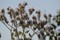 Spring Bloom Series - Lacy Scorpion Weed - Fiddleneck - Phacelia Tanacetifolia Royalty Free Stock Photo