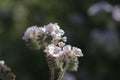 Spring Bloom Series - Lacy Scorpion Weed - Fiddleneck - Phacelia Tanacetifolia Royalty Free Stock Photo