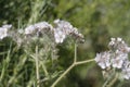 Spring Bloom Series - Lacy Scorpion Weed - Fiddleneck - Phacelia Tanacetifolia Royalty Free Stock Photo