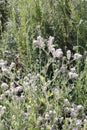 Spring Bloom Series - Lacy Scorpion Weed - Fiddleneck - Phacelia Tanacetifolia Royalty Free Stock Photo