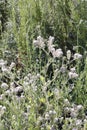 Spring Bloom Series - Lacy Scorpion Weed - Fiddleneck - Phacelia Tanacetifolia