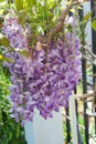 Spring Bloom Series - Lavender Lilac Blooms with green leaves - Climbing Chinese Wisteria Vine Plant