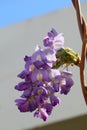 Spring Bloom Series - Lavender Lilac Blooms with green leaves - Climbing Chinese Wisteria Vine Plant