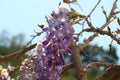 Spring Bloom Series - Lavender Lilac Blooms with green leaves - Climbing Chinese Wisteria Vine Plant