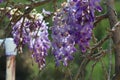 Spring Bloom Series - Lavender Lilac Blooms with green leaves - Climbing Chinese Wisteria Vine Plant