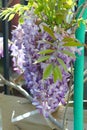 Spring Bloom Series - Lavender Lilac Blooms with green leaves - Climbing Chinese Wisteria Vine Plant