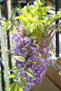 Spring Bloom Series - Lavender Lilac Blooms with green leaves - Climbing Chinese Wisteria Vine Plant