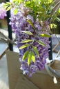 Spring Bloom Series - Lavender Lilac Blooms with green leaves - Climbing Chinese Wisteria Vine Plant