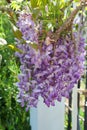 Spring Bloom Series - Lavender Lilac Blooms with green leaves - Climbing Chinese Wisteria Vine Plant